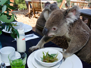 凯恩斯热带动物园