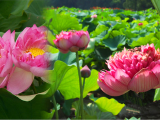 中山黄圃海蚀遗址旅游区