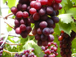 昆山星期九休闲农庄