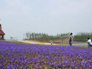 杭州湾海上花田景区