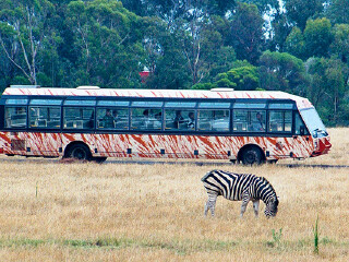 华勒比开放式动物园