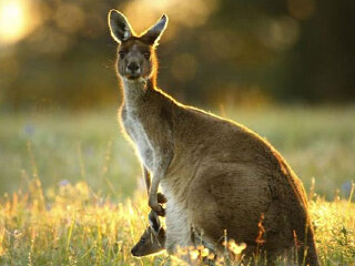 黄金海岸斯特拉德布鲁克私人岛屿