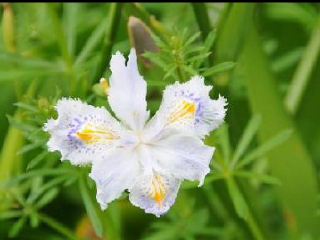 越前水仙之源公园