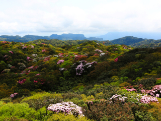 金佛山