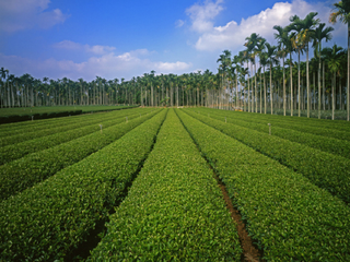 八卦山青山茶园