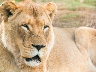 华勒比开放式动物园
