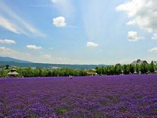 雅思迷宫及薰衣草花园