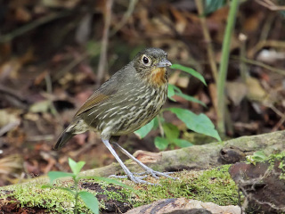 马塔讷动植物保护区