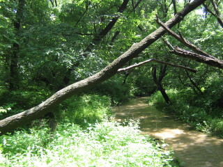 大青沟自然保护区