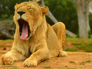 华勒比开放式动物园