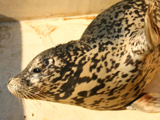 斑海豹国家自然保护区