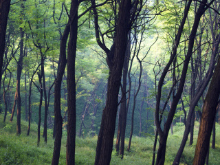 药乡国家森林公园