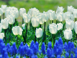 成都普罗旺斯薰衣草庄园