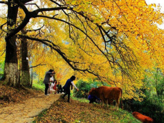 钱冲古银杏国家森林公园