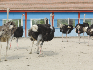 上海东方地质科普馆