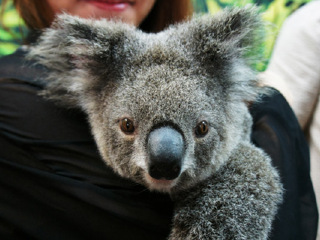 凯恩斯热带动物园