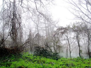 江源县干饭盆景区