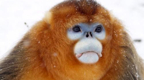  船进神农架2日游>船进神农架 畅游新三峡 门票车费全含