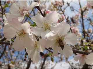 天适樱花悠乐园