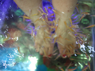 河北鱼之吻鱼疗馆