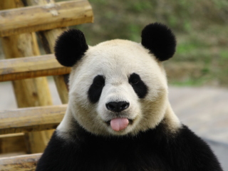 南充阆中熊猫乐园