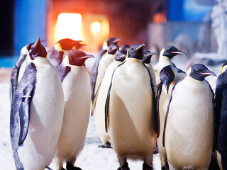 武汉海昌极地海洋公园