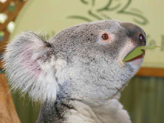 凯恩斯热带动物园