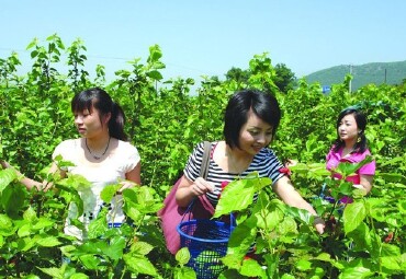 采桑叶图片,食用,简易_大山谷图库