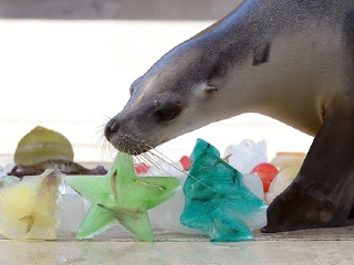 澳大利亚悉尼塔朗加动物园