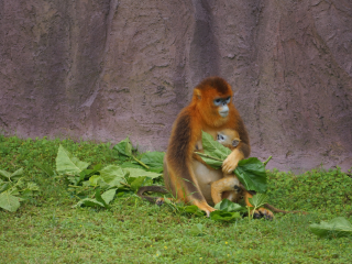 杭州野生动物世界