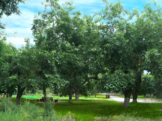 夏津黄河故道森林公园