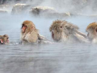 地狱谷野猿公苑