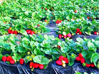 大连金州草莓园