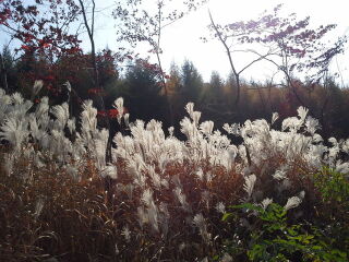 岗山国家森林公园