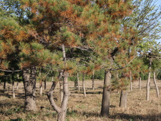 东小口森林公园