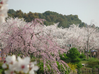 樱花镜山