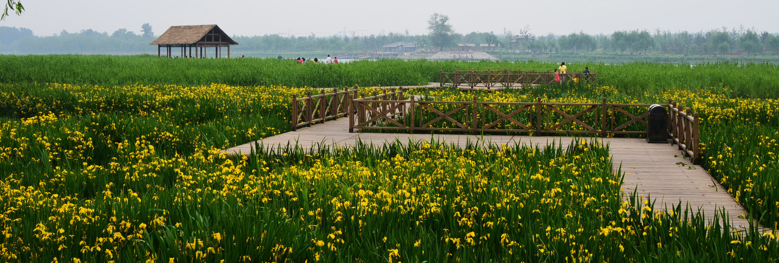 沧州大运河森林生态园图片