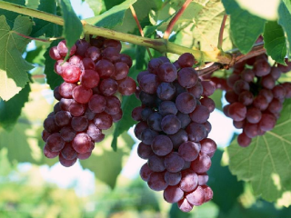 杨凌现代农业创新园