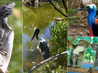 哈特利鳄鱼探险公园