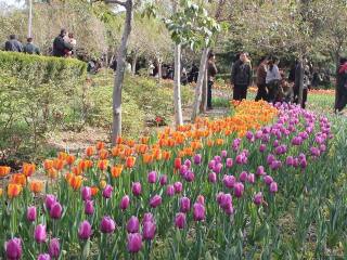 洛阳郁金香牡丹园