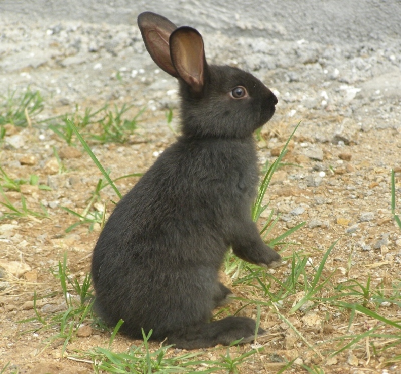 【莱芜黑兔】价格_专卖店_哪里买