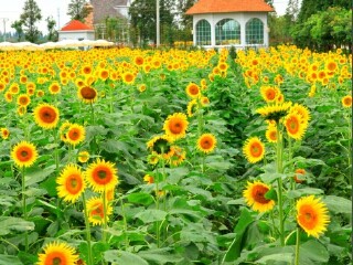 中穗菲尼克斯庄园