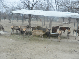 秦岭野生动物园