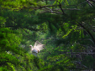 同里国家湿地公园