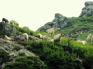 佛坪自然保护区