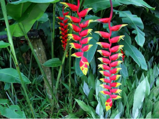 塞舌尔国家植物园