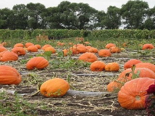 黑龙江省农科院园艺博览园