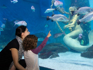 墨尔本海洋生物水族馆