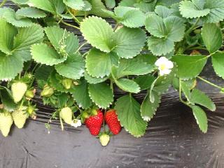 北京平谷京香园采摘