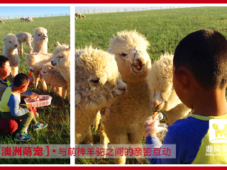 鼎梁羊驼主题乐园